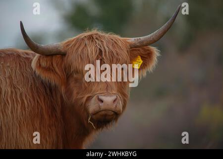 Highland-Rinder oder -Kuh (Bos taurus) Erwachsene Nutztiere Kopf Porträt, Suffolk, England, Vereinigtes Königreich Stockfoto