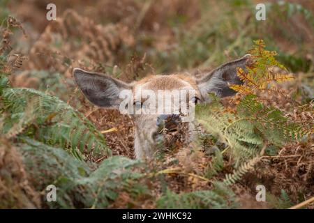 Rotwild (Cervus elaphus) erwachsene Hirschkuh, die im Herbst unter den Bracken sitzt, England, Vereinigtes Königreich Stockfoto