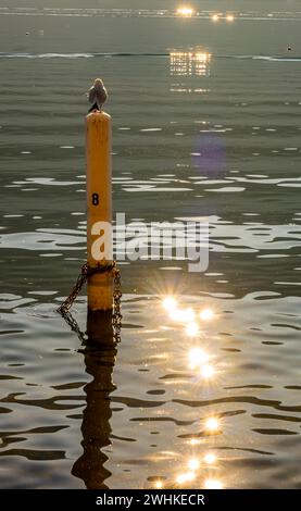 Vogel auf einem Pole am Luganer See mit Sonnenspiegelung an einem sonnigen Tag in Morcote, Tessin, Schweiz Stockfoto