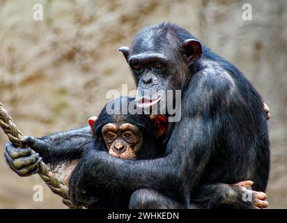 Tierporträt, westlicher Schimpanse (Pan troglodytes verus) Kuscheln, Gefangenschaft, Verteilung Zentral- und Westafrika Stockfoto