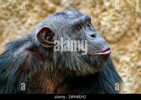 Tierporträt, westlicher Schimpanse (Pan troglodytes verus), Gefangenschaft, Verteilung Zentral- und Westafrika Stockfoto