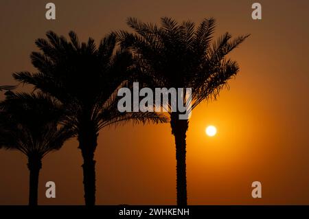 Palmen, Sonnenuntergang, Abendstimmung, der Boardwalk, Uferpromenade, Palm Jumeirah, Dubai, Vereinigte Arabische Emirate, VAR Stockfoto