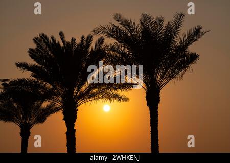 Palmen, Sonnenuntergang, Abendstimmung, der Boardwalk, Uferpromenade, Palm Jumeirah, Dubai, Vereinigte Arabische Emirate, VAR Stockfoto