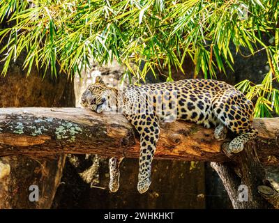 Leopard, der sich auf einem Baumzweig im Gehege entspannt Stockfoto