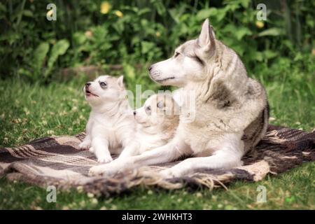 Sibirische Husky Familie Hund und Welpen Stockfoto