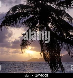 Palme vor dem Sonnenuntergang am Strand von La Digue, Seychellen Stockfoto