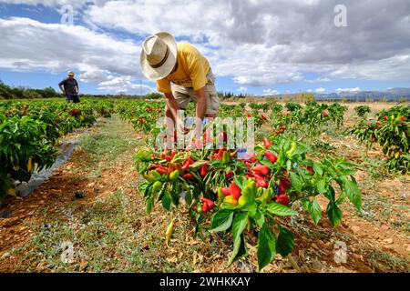 Plantacion de pimientos Tap de Corti Stockfoto