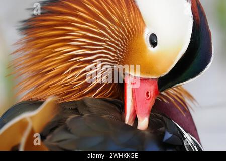 Mandarinente (Aix galericulata), Seitenansicht, Tierporträt, Hessen, Deutschland Stockfoto