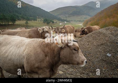 Vacas en el corredor verde del rÃ­o Veral Stockfoto