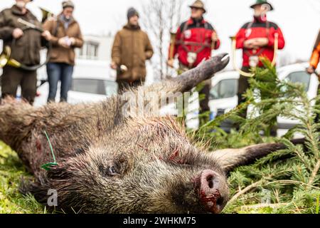 Ein geschossenes Wildschwein nach der Jagd mit Jagdhörnern, Dribjagd, Sozialjagd in Schönbuch bei Böblingen, Baden-Württemberg Stockfoto