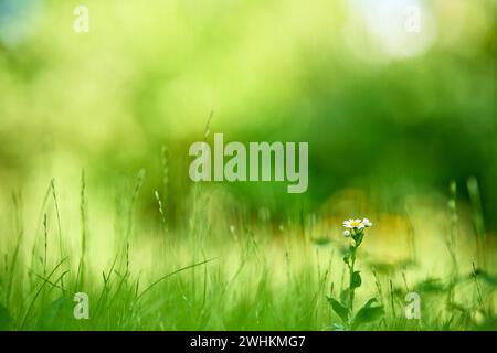 Schöne Kamillenblüten auf grünem Gras Hintergrund Textur mit Kopierraum Stockfoto