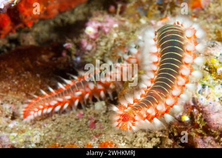 Äußerste Nahaufnahme von Brandborstenwurm (Hermodice carunculata), Ostatlantik, Makaronesischer Archipel, Kanarischen Inseln, Fuerteventura, Spanien Stockfoto