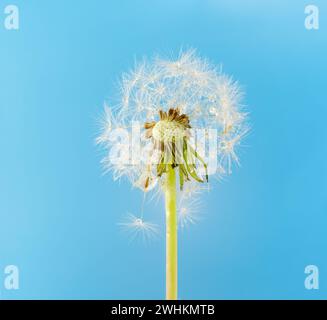 Ein Löwenzahn auf einem sanften blauen Hintergrund Stockfoto