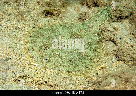 Flunder (Bothus podas) Flunder Flunder Flunder Flunder liegen getarnt auf dem Sandboden im Ostatlantik, Makaronesischen Archipel Stockfoto