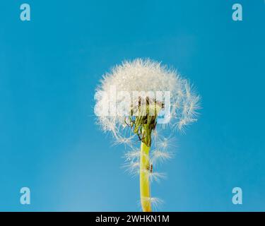 Löwenzahn Samen mit Tau Tropfen auf blauem Hintergrund Stockfoto