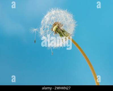 Weißer Löwenzahn mit Samen auf blauem Hintergrund Stockfoto