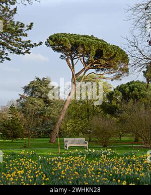 Riesiger Nadelbaum im Park Stockfoto