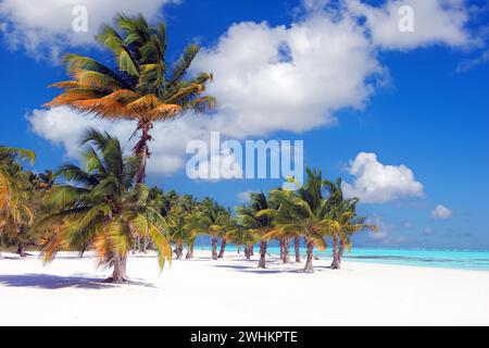 Kokospalmen am Sandstrand in der Nähe von Punta Cana, Dominikanische Republik, Karibik, Kokospalmen am Strand in der Nähe von Punta Cana, Dominikanische Republik, Karibik Stockfoto