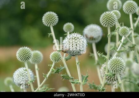 Sphärische Distel (Echinops sphaerocephalus), Sarastro Stauden, Bundesrepublik Deutschland Stockfoto