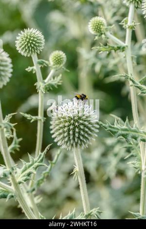 Sphärische Distel (Echinops sphaerocephalus), Sarastro Stauden, Bundesrepublik Deutschland Stockfoto