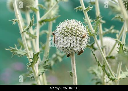 Sphärische Distel (Echinops sphaerocephalus), Sarastro Stauden, Bundesrepublik Deutschland Stockfoto