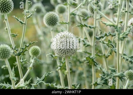 Sphärische Distel (Echinops sphaerocephalus), Sarastro Stauden, Bundesrepublik Deutschland Stockfoto