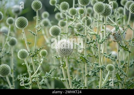 Sphärische Distel (Echinops sphaerocephalus), Sarastro Stauden, Bundesrepublik Deutschland Stockfoto