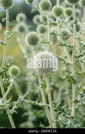 Sphärische Distel (Echinops sphaerocephalus), Sarastro Stauden, Bundesrepublik Deutschland Stockfoto