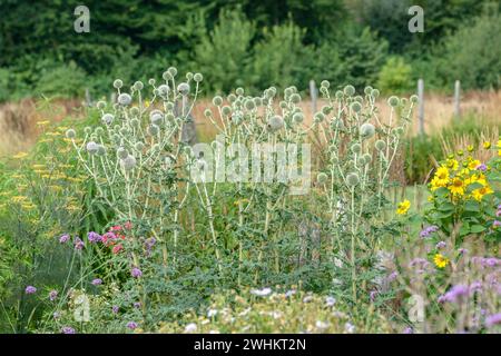 Sphärische Distel (Echinops sphaerocephalus), Sarastro Stauden, Bundesrepublik Deutschland Stockfoto