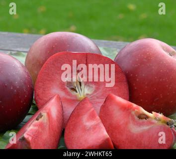 Apfel (Malus domestica „Baya Marisa“), Bundesrepublik Deutschland Stockfoto