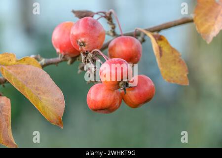 Zierapfel (Malus 'Evereste' PERPETU), an den Dorfwiesen 9, Bundesrepublik Deutschland Stockfoto