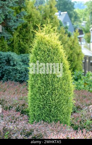Gelber wacholder (Juniperus communis „Goldkegel“), Bundesrepublik Deutschland Stockfoto