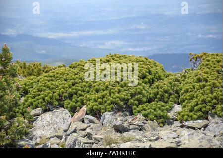 Krummholzkiefer (Pinus mugo var. Pumilio), Krkonose-Gebirge, Schneekoppe, Bundesrepublik Deutschland Stockfoto