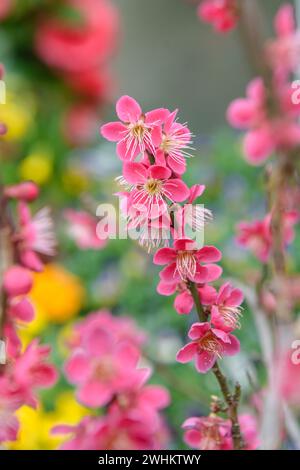 Japanische Aprikose (Prunus mume 'Beni-Chi-dori'), BS Saemann, Bundesrepublik Deutschland Stockfoto