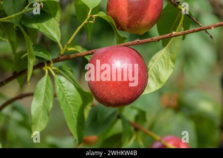 Nektarine (Prunus persica 'Schneekönigin'), Baum- und Rebschule Schreiber KG, Bundesrepublik Deutschland Stockfoto