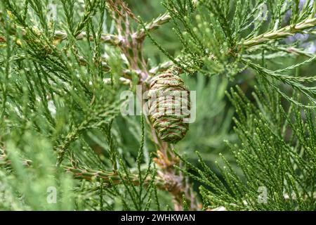 Riesenmammutbaum (Sequoiadendron giganteum), Hohenheimer Gärten, Bundesrepublik Deutschland Stockfoto