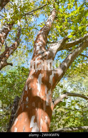 Scheinkamelie (Stewartia pseudocamellia), Rikugien-Garten, Bundesrepublik Deutschland Stockfoto