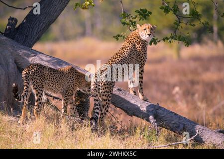 Afrika, Botswana, Gepard, Acinonyx jubatus, Botswana, Botswana Stockfoto