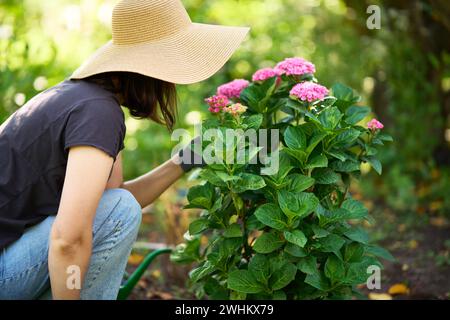 Gärtnerin mit Hut und Handschuhen pflanzt Blumen im Garten Stockfoto