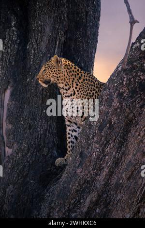 Leopard, mit jung, 6 Monate alt, Panthera pardus, Botswana, Botswana, Botswana Stockfoto