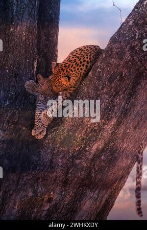 Leopard, mit jung, 6 Monate alt, Panthera pardus, Botswana, Botswana, Botswana Stockfoto