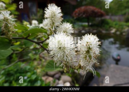 Große Federbuchse (Fothergilla Major) Stockfoto