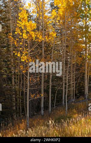 Quakender Aspen (Populus tremuloides) in Herbstfarbe Stockfoto