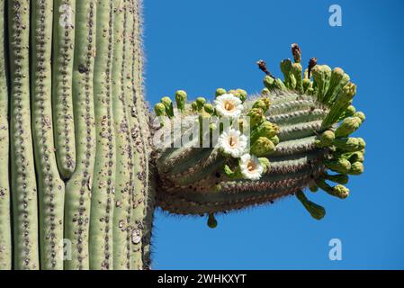 Saguaro-Kaktusblüte (Carnegiea gigantea) Stockfoto