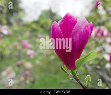 Magnolienblume auf grünem Bokeh Stockfoto