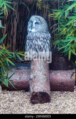 Große graue Eule im Zoo von Colchester Stockfoto