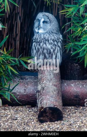 Große graue Eule im Zoo von Colchester Stockfoto