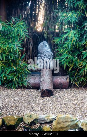 Große graue Eule im Zoo von Colchester Stockfoto