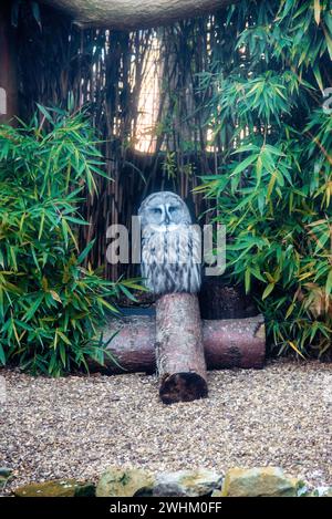 Große graue Eule im Zoo von Colchester Stockfoto