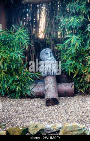 Große graue Eule im Zoo von Colchester Stockfoto